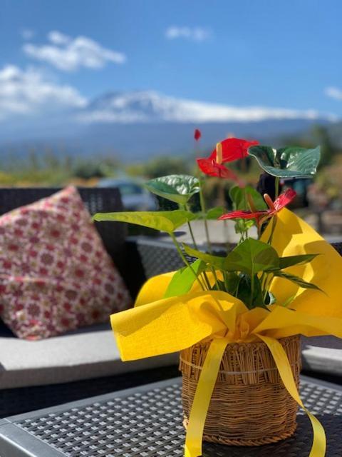 La Pomelia B&B Sofia Trappitello Eksteriør bilde